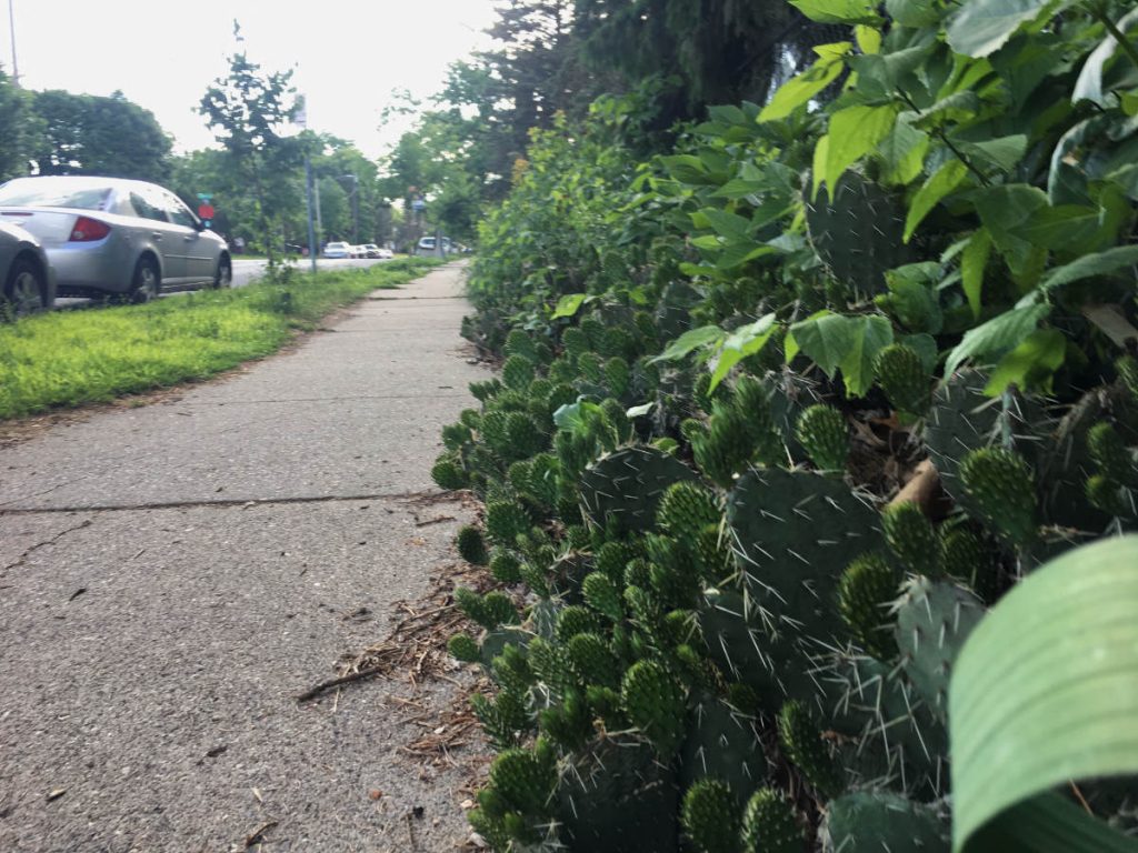 oval cactus leaves along a sidewalk hedge of thick green plantings