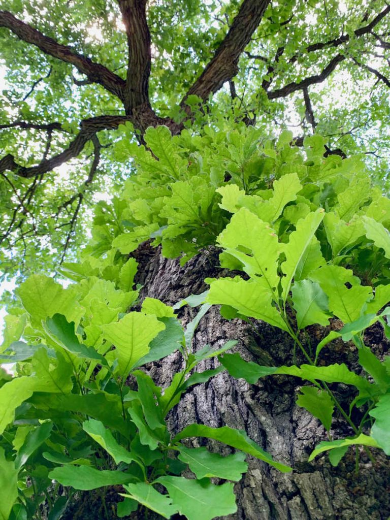 looking up through big green oak leaves on a tree trunk with boughs above
