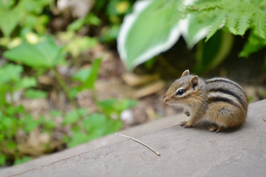 chipmunk sitting on a cement porch with hosta and green foilage in background