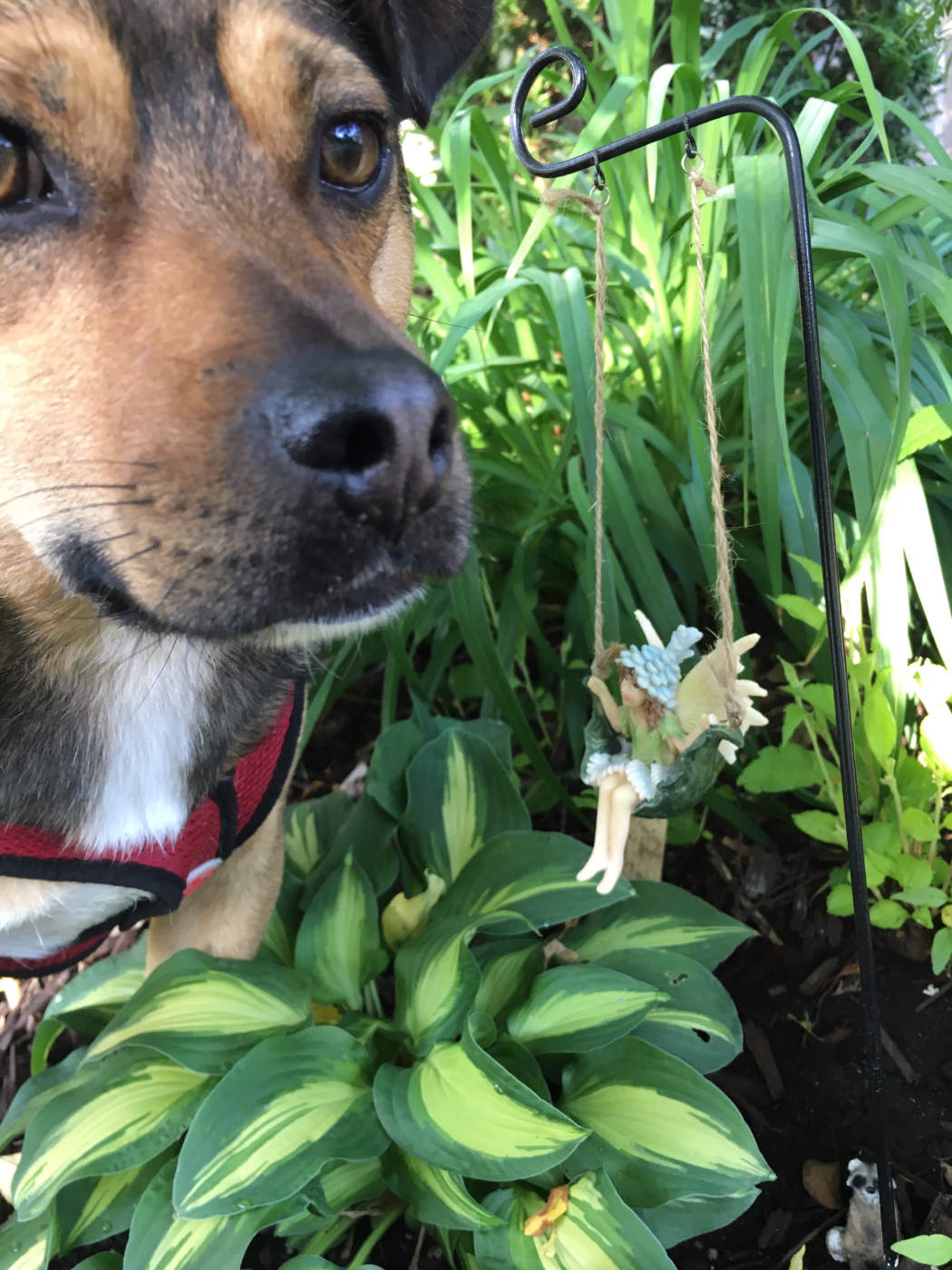 closeup of German Shepherd dog with snout near a tiny fairy on a swing over a hosta plant.