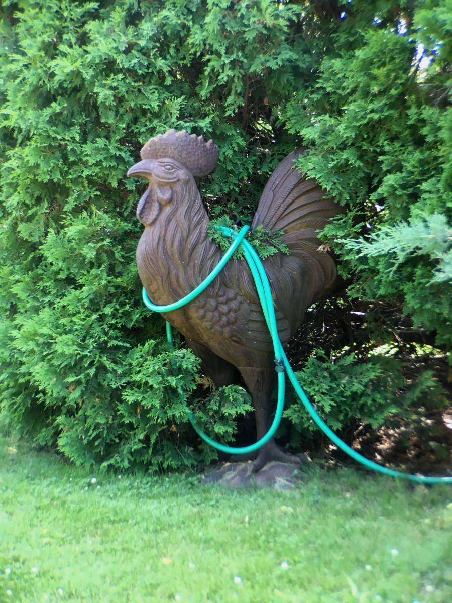 Cast cement rooster with green hose around neck on green lawn against green bushes.