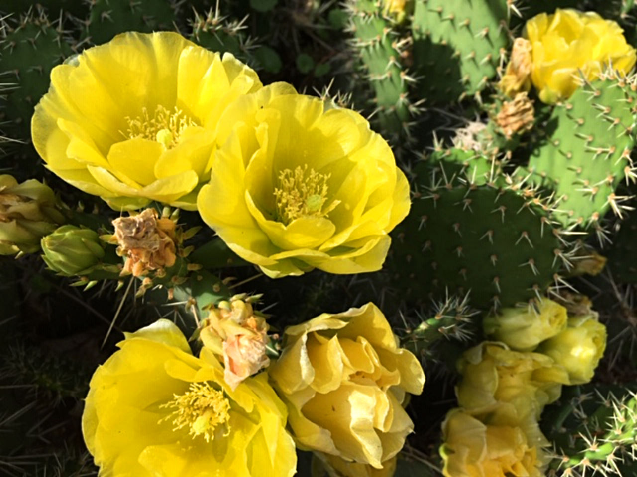 yellow flower blossoms atop oval-shaped, spiked cactus leaves