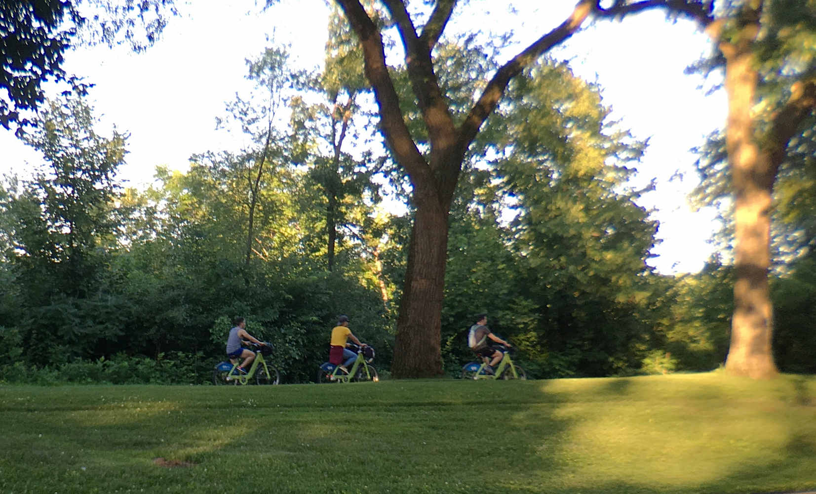 three bicyclists with green grass and a large tree trunk