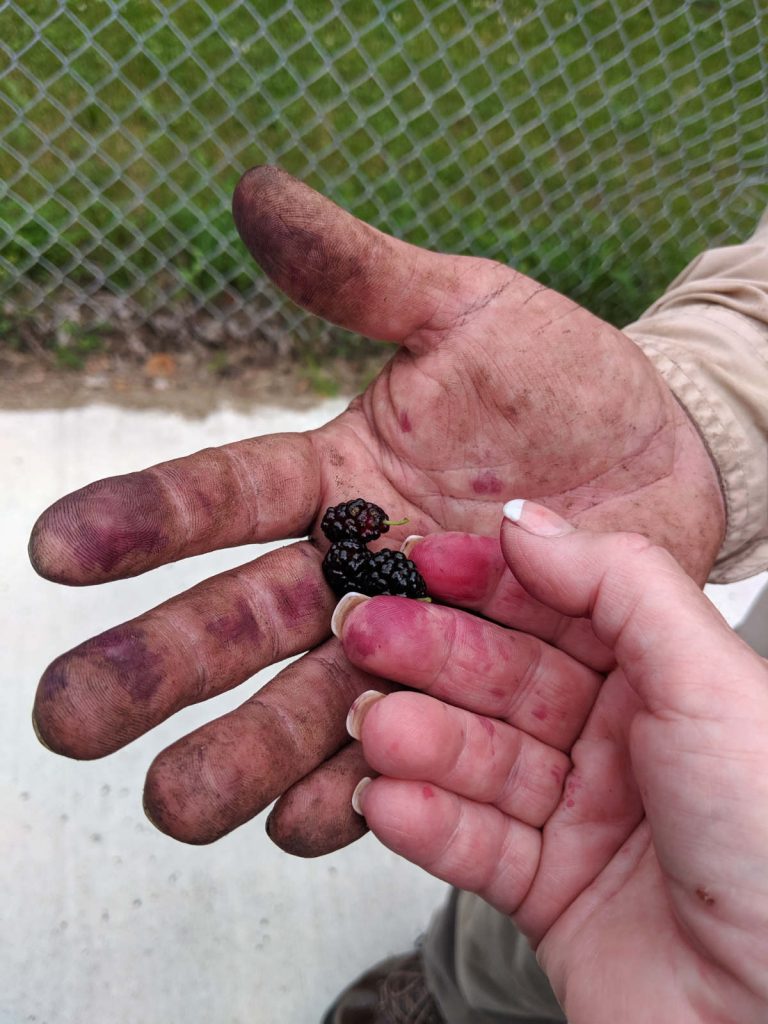 soiled hands with red-stained fingers holding some blackberries