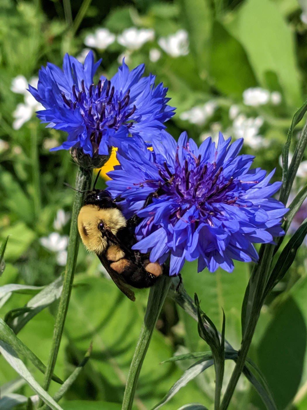 fat yellow and black bee on violet flowers with green foilage