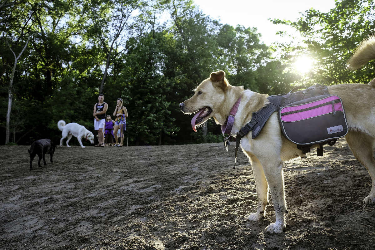 tan-colored dog with hanging tongue and backpack in foreground with a black and a white dog with people in the background