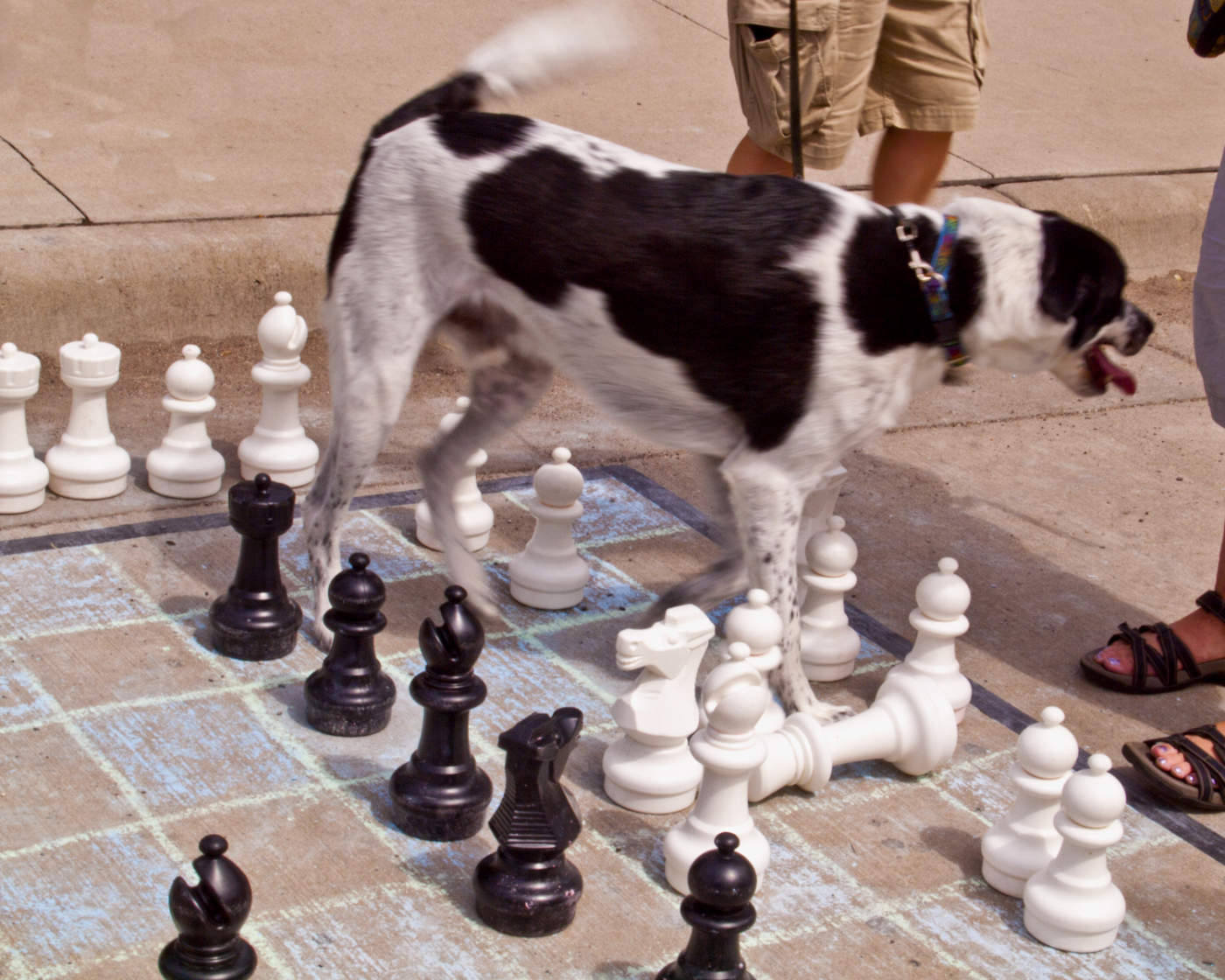big white and black dog standing on a large chess board with white and black playing pieces