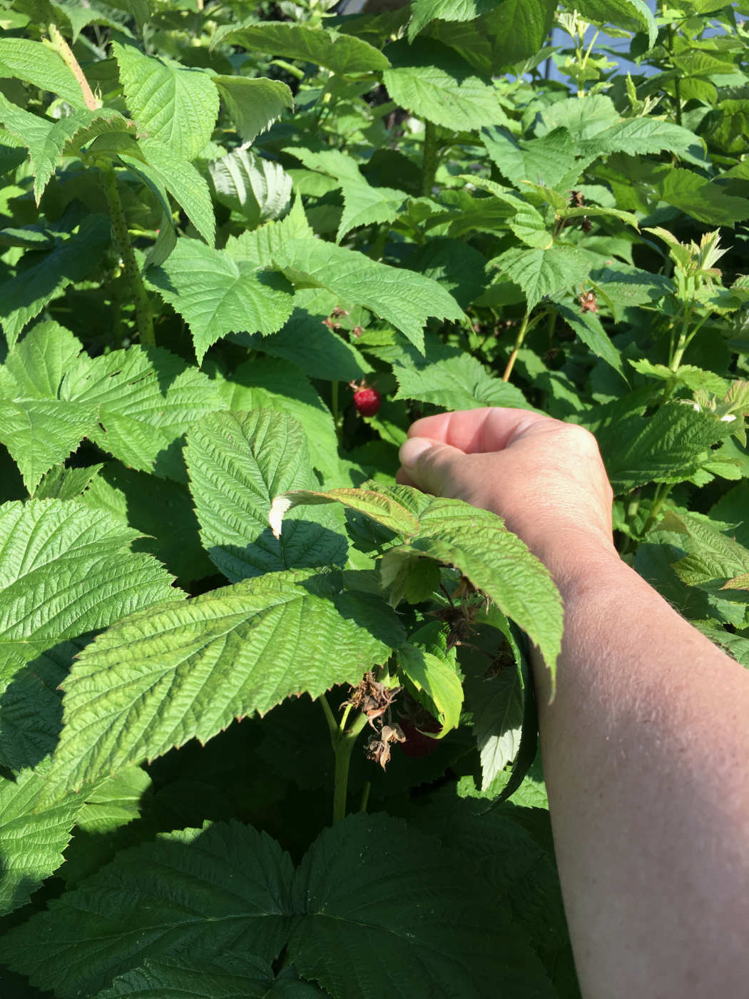 hand reaching into picture to pick a red berry under large green leaves