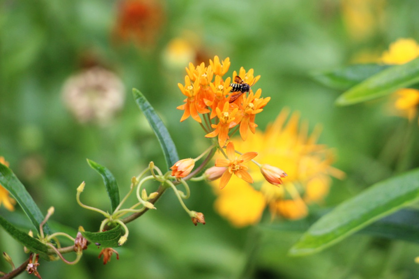 A single bee on an orange flower against green foilage