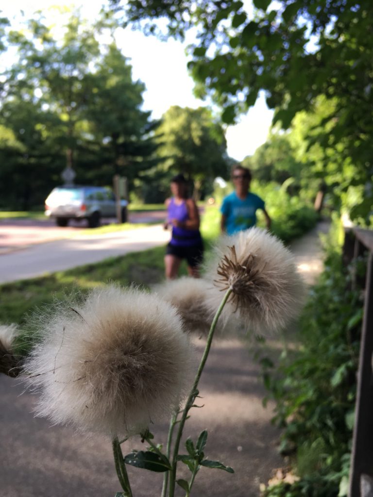 Several cottony thistle heads in foreground, with a man and a woman jogging in background along parkway