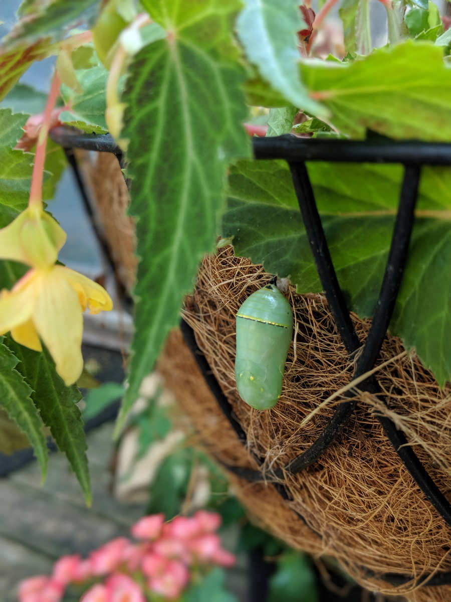 a pale green cocoon hanging on a brown fiber planter surrounded by green leaves