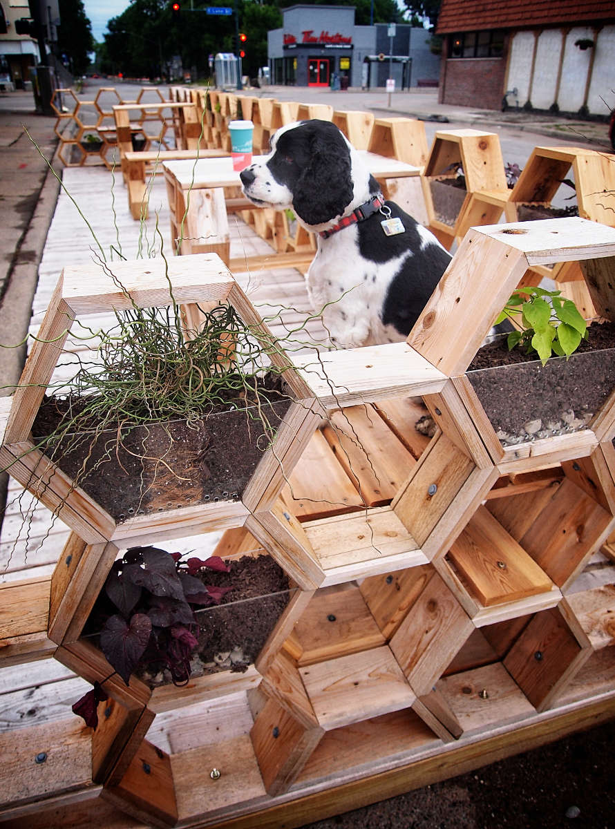 black and white dog sitting behind a wooden wall of see-through hexagonal planters with seating in the background