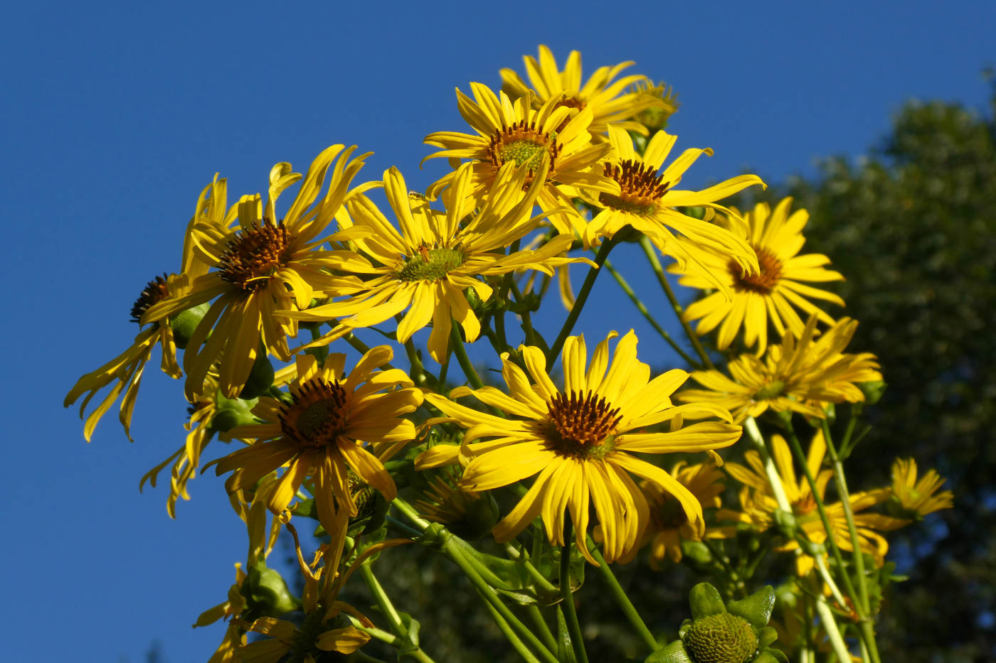 looking up at yellow sunflowers against a deep blue sky