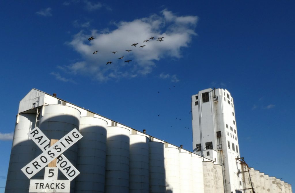 a flock of geese soar high over tall white grain mills in a blue sky against a single white cloud, railroad crossing sign in foreground on left corner of photograph