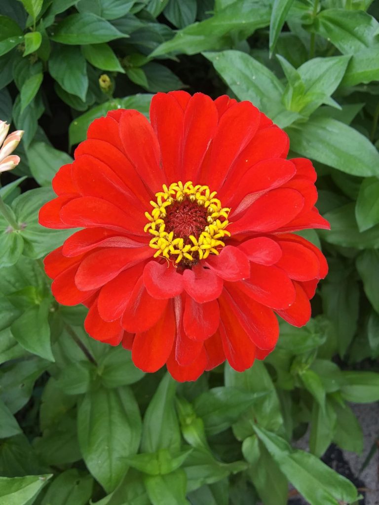 Bright red fully bloomed zinnia with yellow pistil 