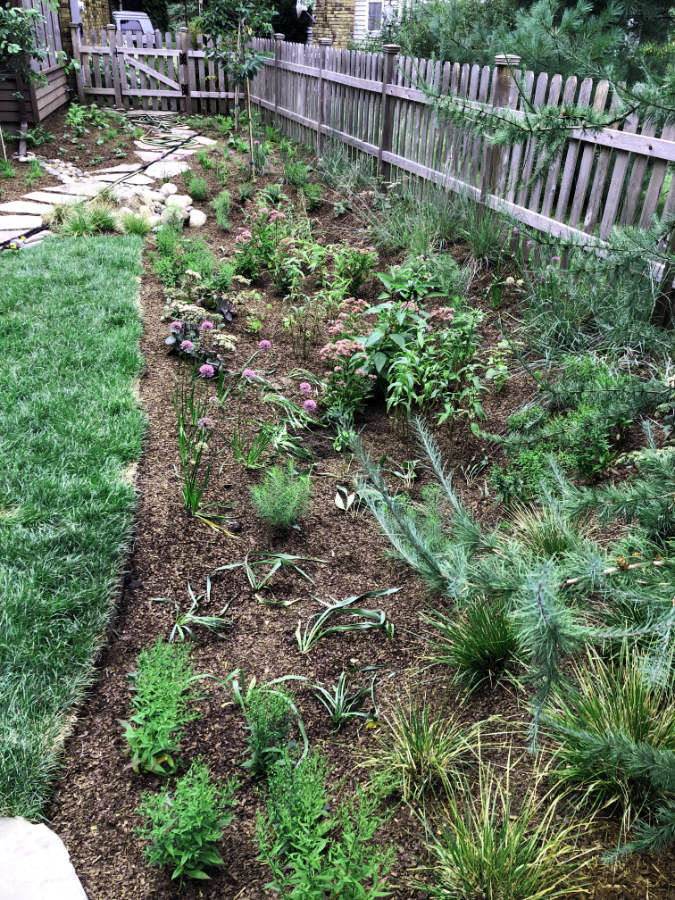 green perennial garden plants with mulch between a wooden fence and lawn
