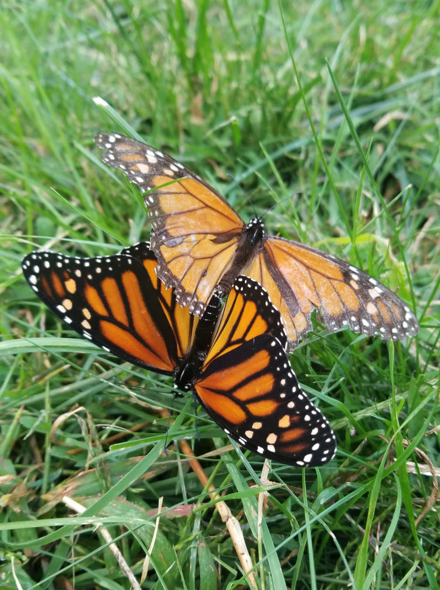 Two orange and black butterflies together over green grass