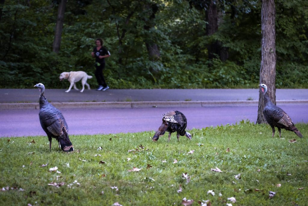 Three wild turkeys grazing on grass with a woman walking a dog in background