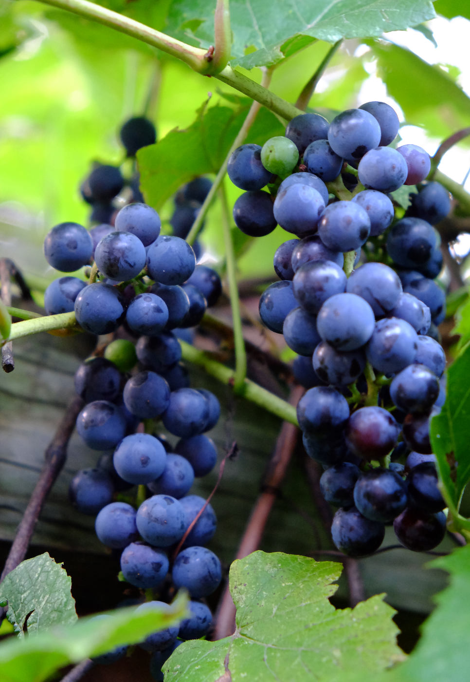 Double bunch of ripe purple grapes with green vine and lease