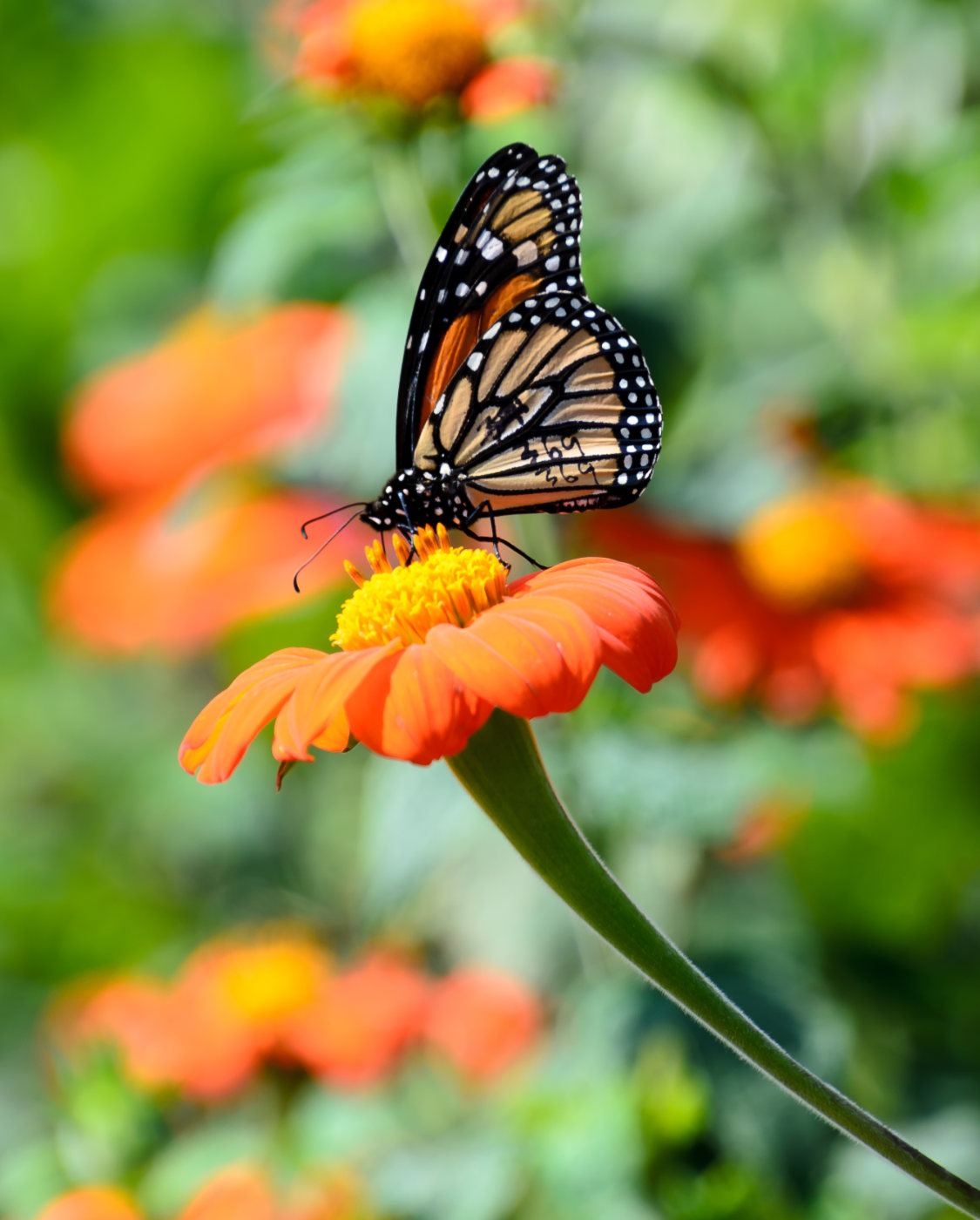 Red, black, and white butterfly atop yellow-orange flower