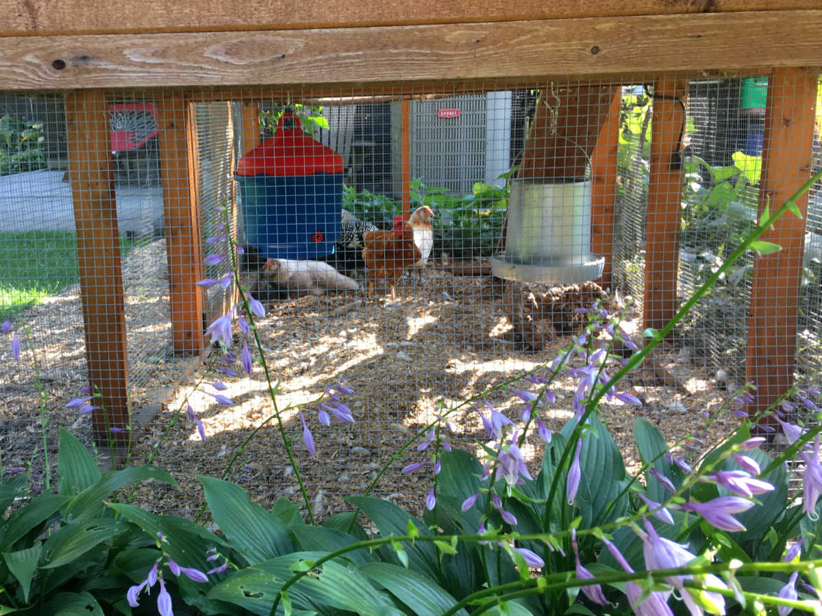 several chickens in a wired coop with blooming hostas in the foreground