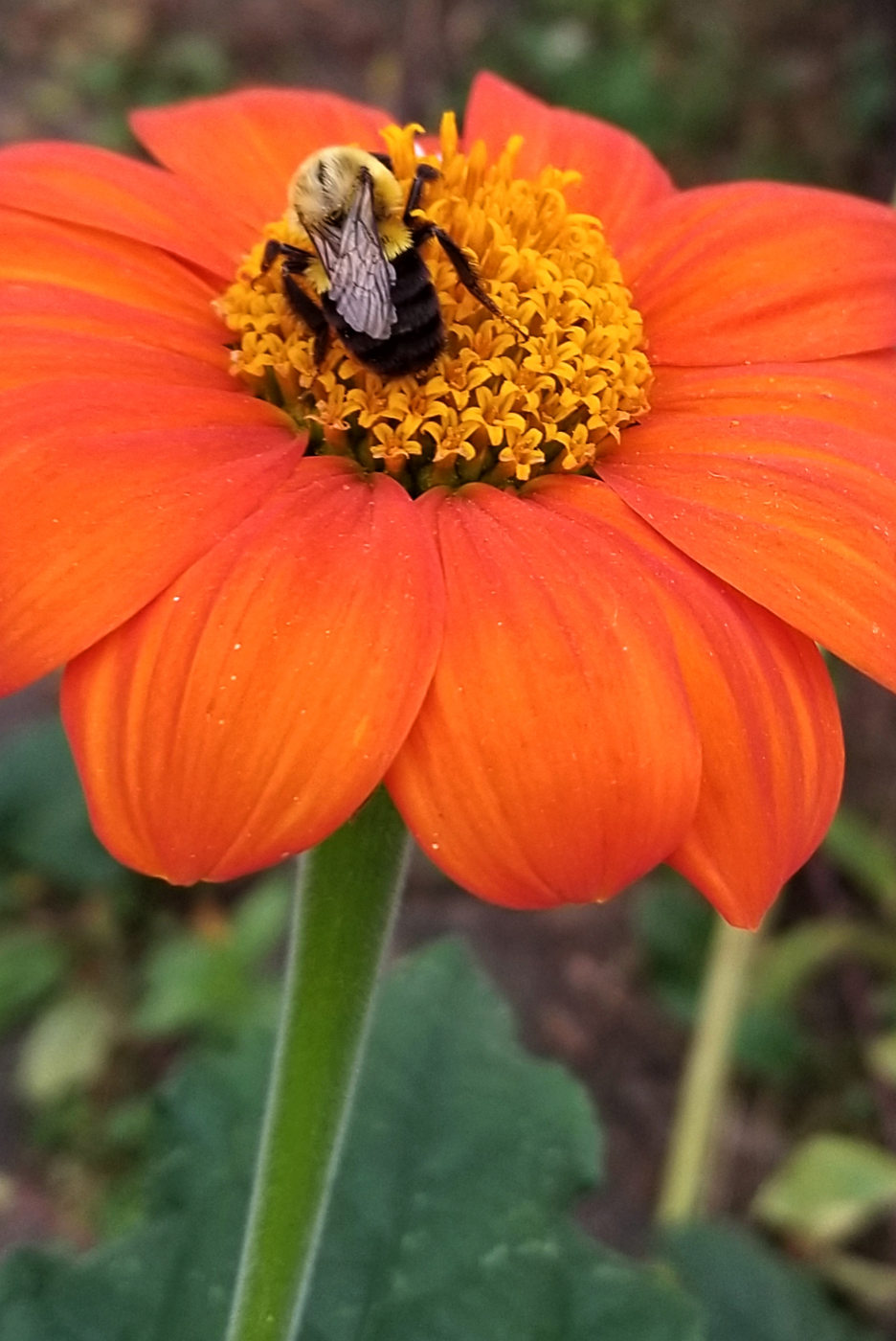 fat black and yellow bumblebee with whitish wings crawling on the yellow stamen of a bright orange flower bloom