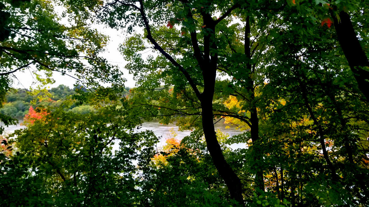Looking through green-leafed tree limbs to the river with bits of yellow and orange color on some trees in the distance