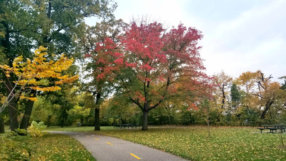 Paved pathway through grass and trees with yellow and red leaves