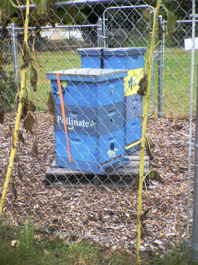 Blue-colored tall wooden boxes with "pollinate" on the side behind a fenced enclosure