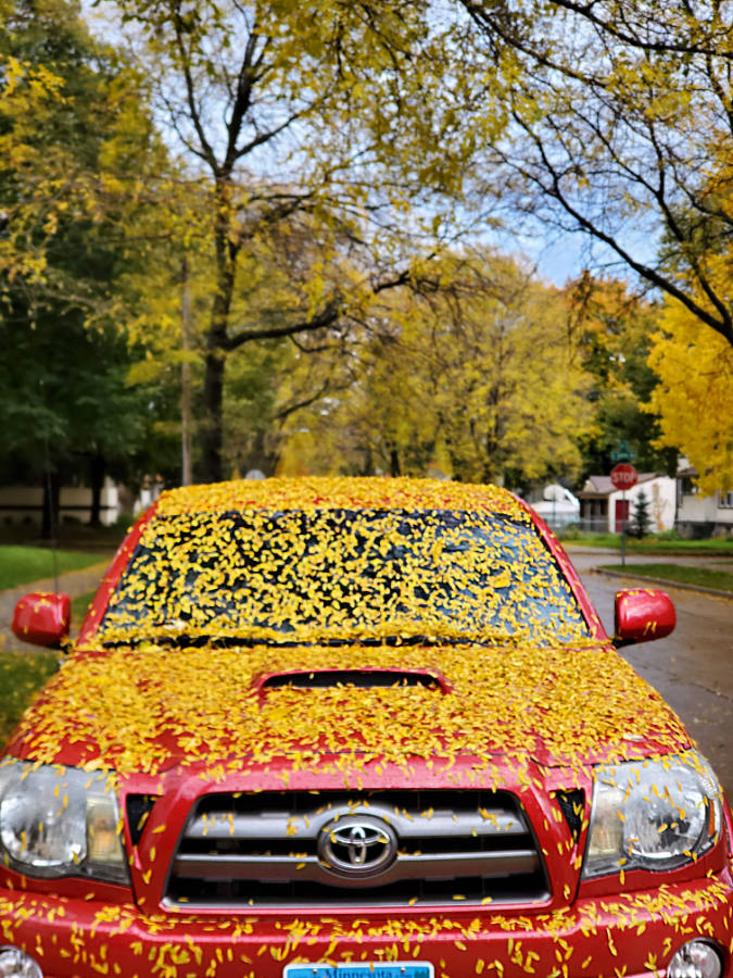 front of parked red car covered with small yellow leaves on a street with autumn trees in background