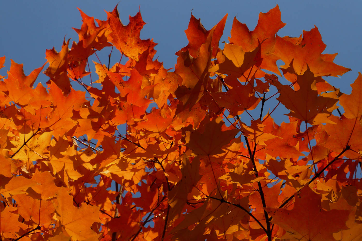 Maple leaves colored yellow to orange to red against a deep blue sky