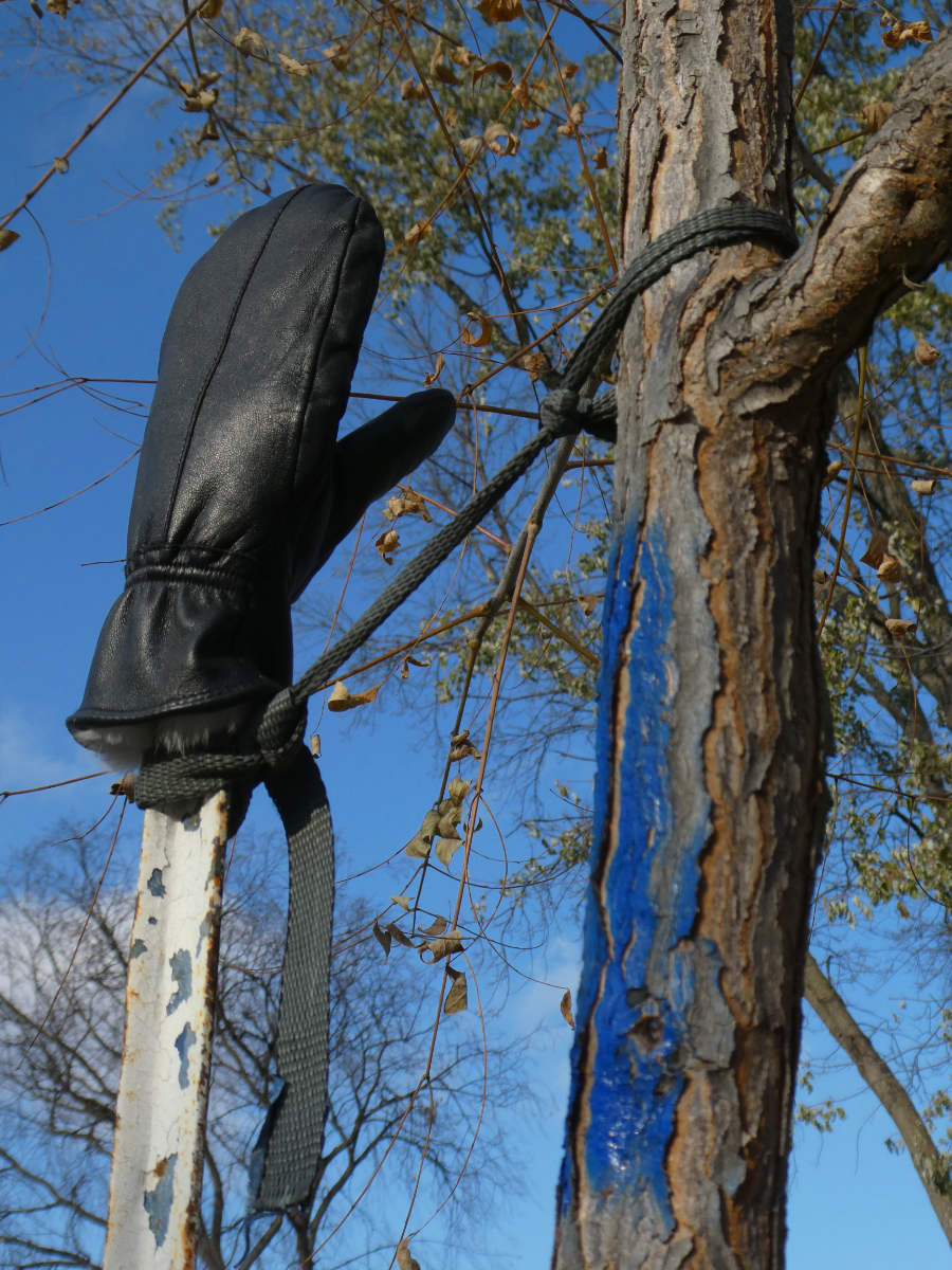 black leather mitten on a steel post next to a narrow tree trunk against blue sky