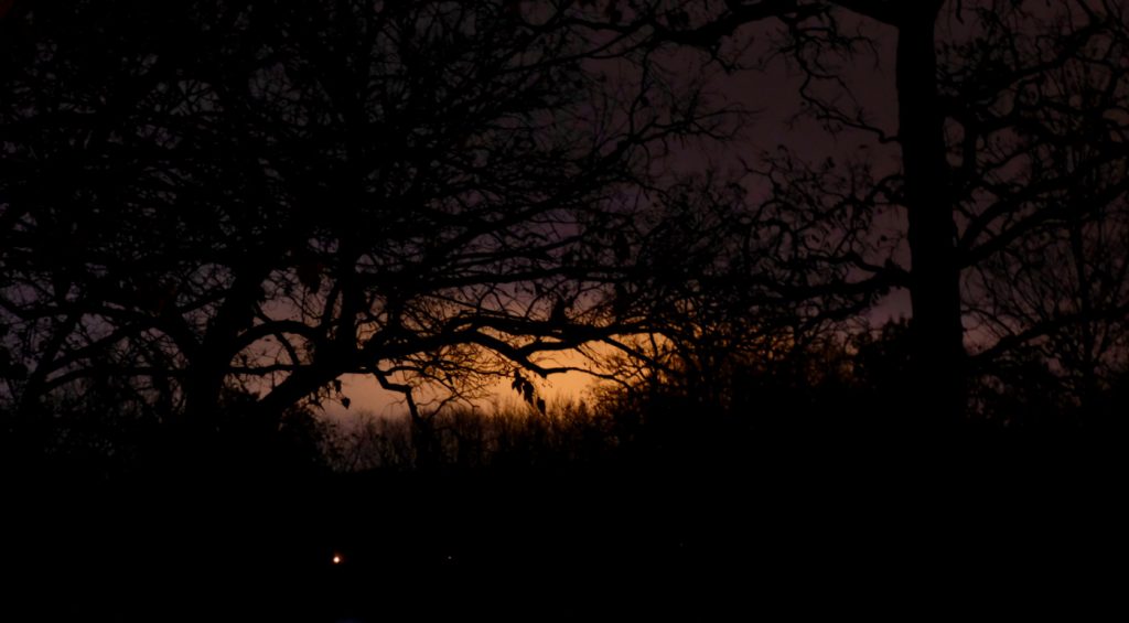 Orange glow on horizon in a black sky with tree silhouettes