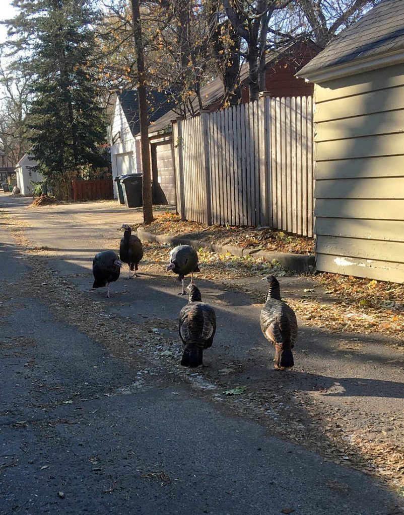 five turkeys strutting down an alleyway moving from shadow to sunlight with garages in background