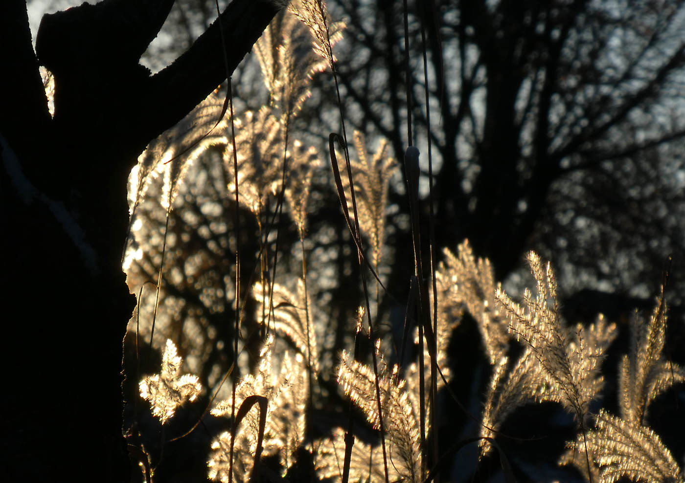 glowing grassy heads on thin stalks backlight in gold light framed by a tree trunk silhouette on left side
