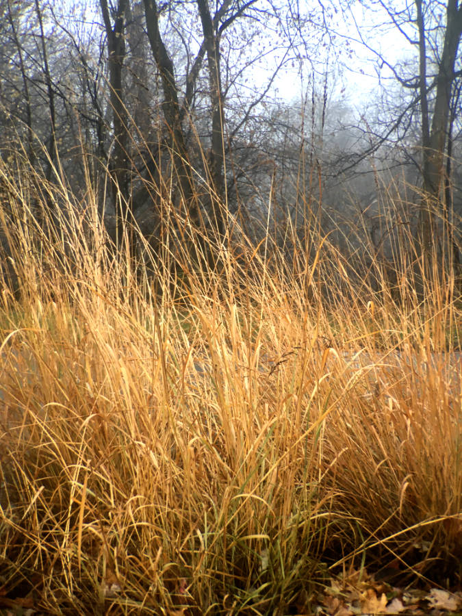Tall golden tan grasses in a field with bare trees in the background