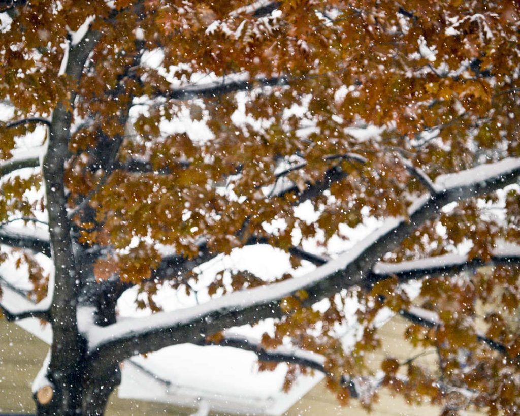 Brown leaves on snow-covered tree limbs with tiny snowflakes falling in foreground