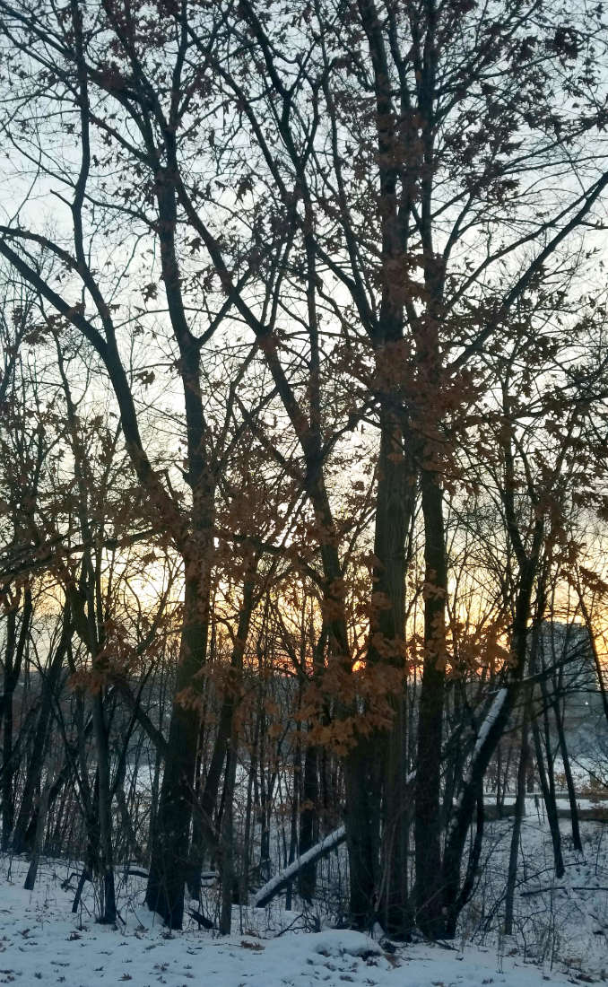 bare trees with faint sunrise in background