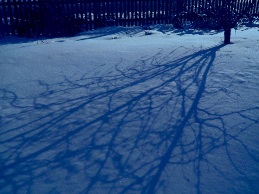 Shadow of a bare tree on bluish colored snow with black fence outline in background