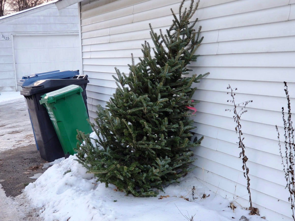 bare christmas tree leaning against a white clapboard garage in a snow-covered alley