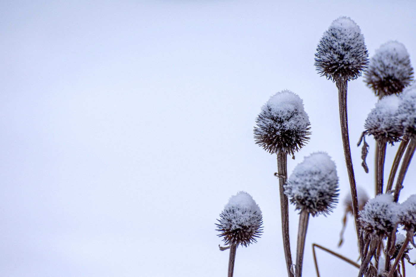 snow-covered dried flower heads on stems on a blank whitish backbround