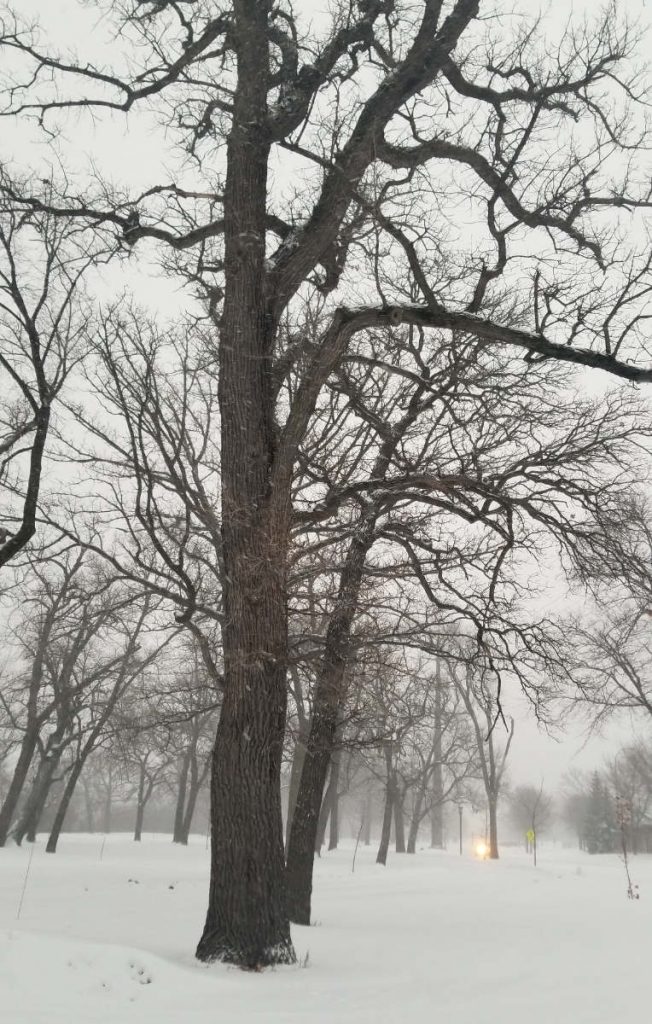 bare trees in a snowstorm