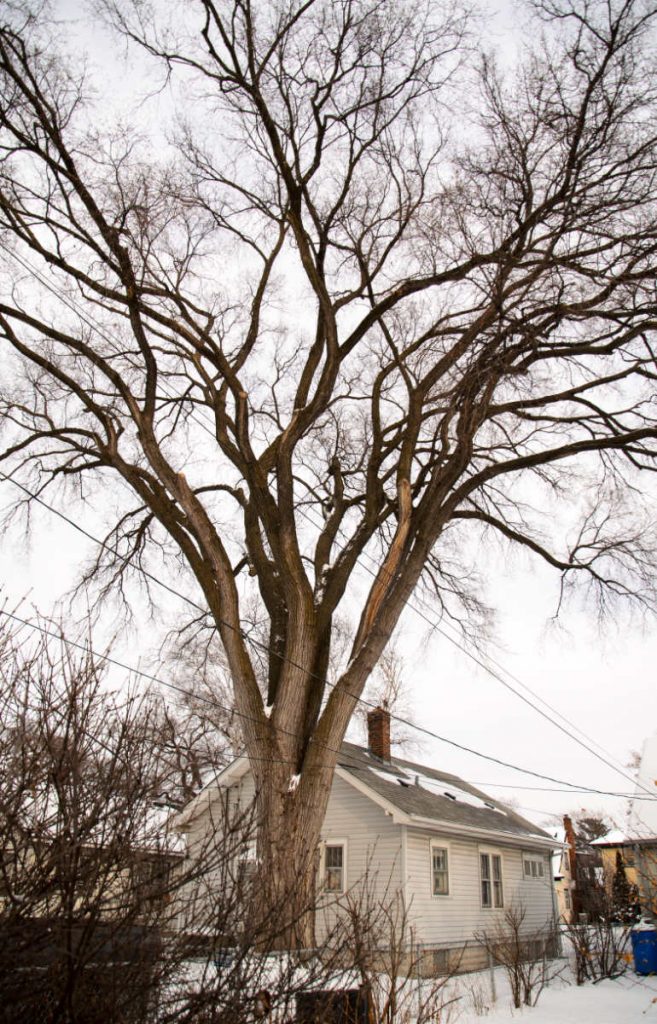 Very big tree with bare limbs in winter, with a smaller looking single-story house behind it
