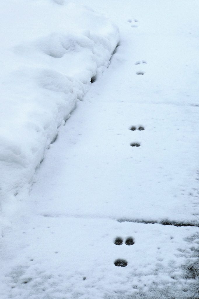 animal tracks atop a snow-covered sidewalk