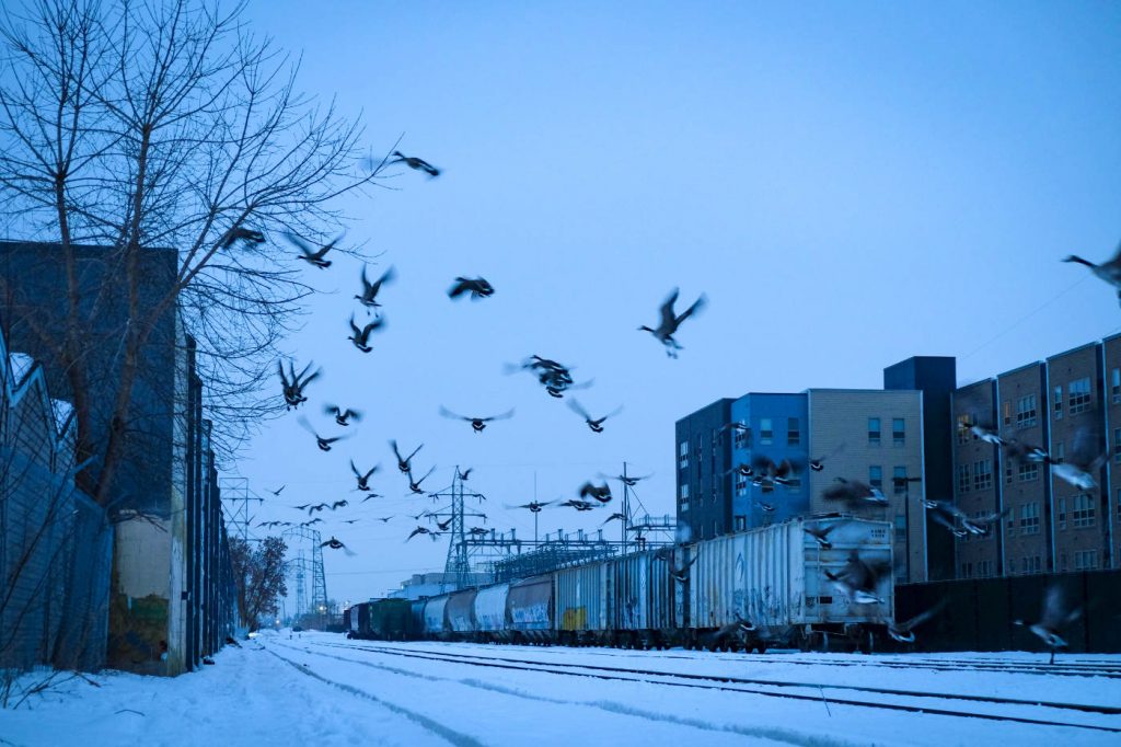 Flock of geese flying over snow-covered railroad tracks with a gray-blue sky and buildings on both skies and tall electric poles in background