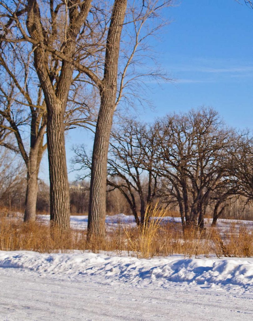 Tall bare oak trees with yellow dry grasses in a winter landscape with bright blue sky