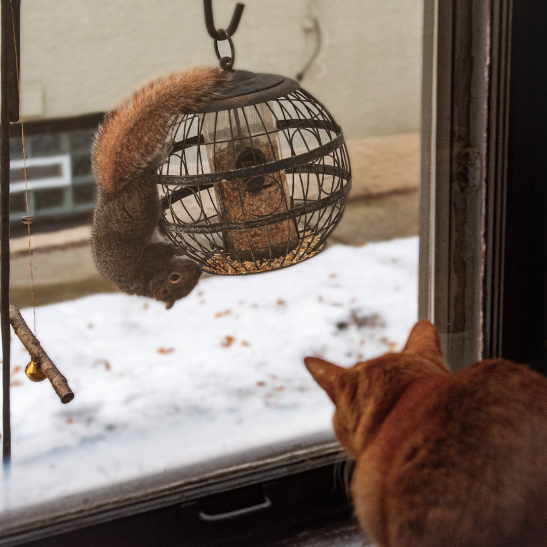 Back of orange cat looking out a window as an upside-down squirrel grasps a bird feeder