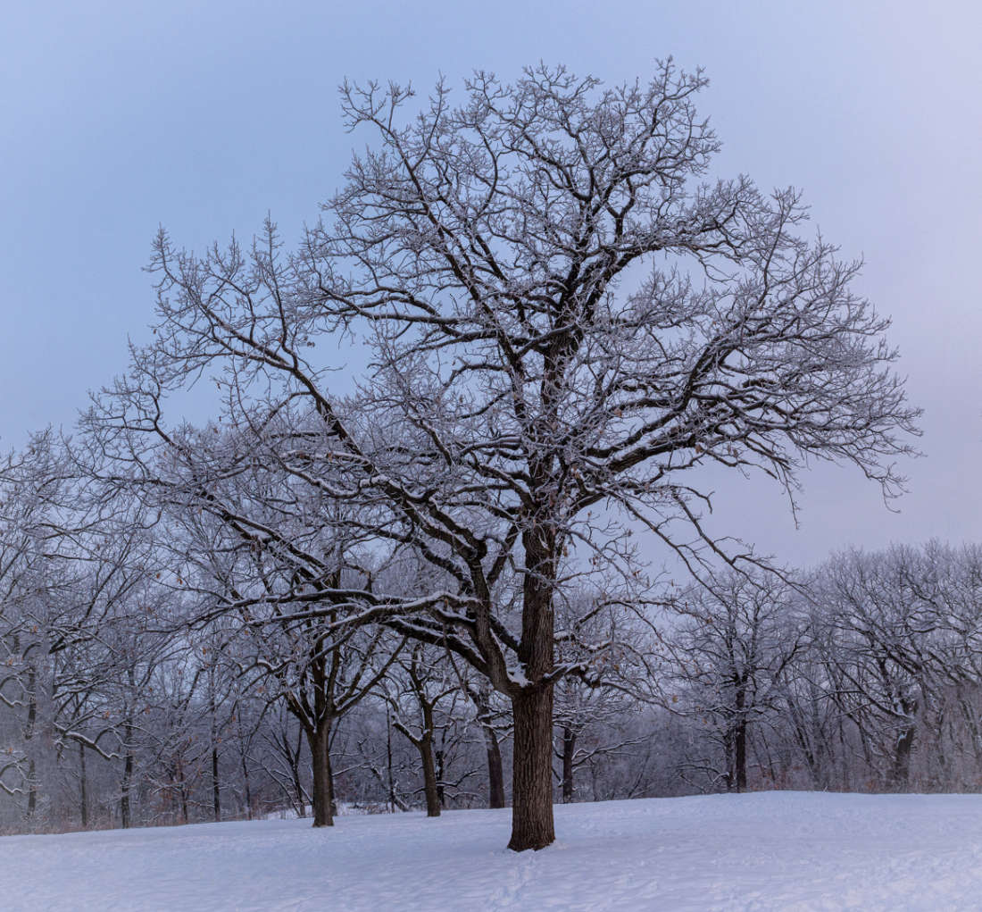 Large bare tree partially frosted in a winter park landscape