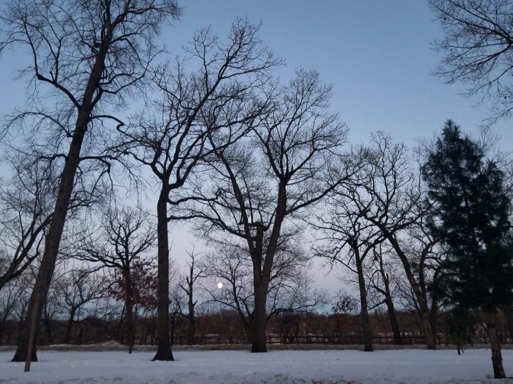 Tall bare trees in a snowy landscape at twilight with a small full moon just above the horizon in a clear blue-gray sky