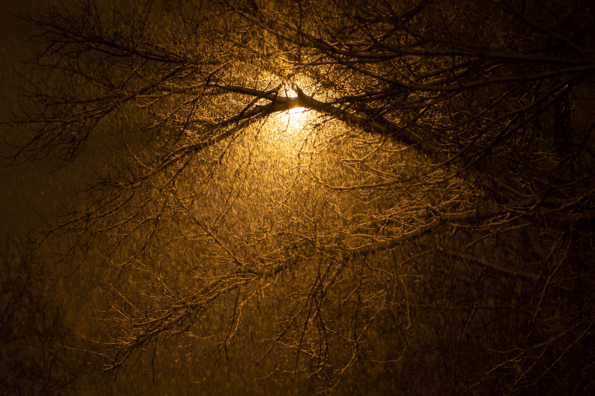 bright yellow light shining through bare tree branches and snow flurries in the night sky